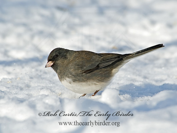 Junco hyemalis   DARK-EYED JUNCO 5017431 z