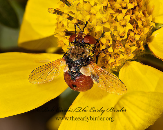 Gymnosoma  PHASIINAE TACHINID FLY 3024934z