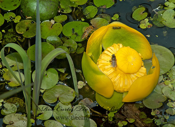 Nuphar variegatum  BULLHEAD LILY 4001297z