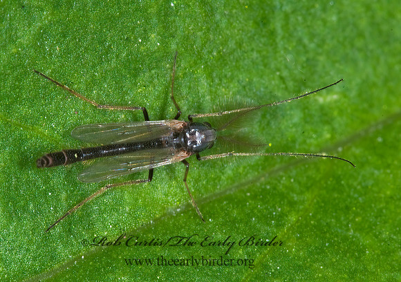 Chironomini  NON-BITING MIDGE 6007291z