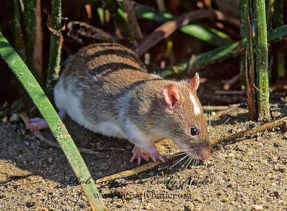 Rattus nervegicus  BROWN RAT 106620 z