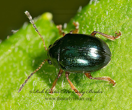 Brachypnoea 9024241z
