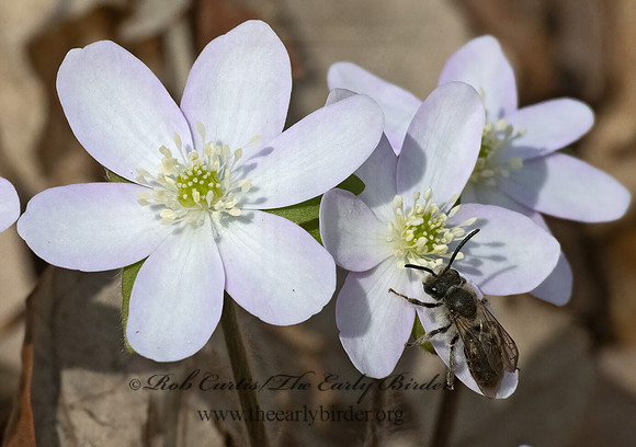 Andrena  BLACK MINER BEE3028112z