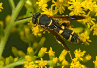 Leucospis affinis 5013205z