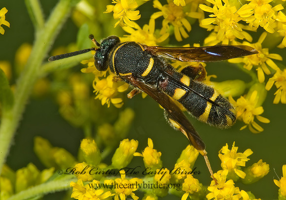 Leucospis affinis 5013205z
