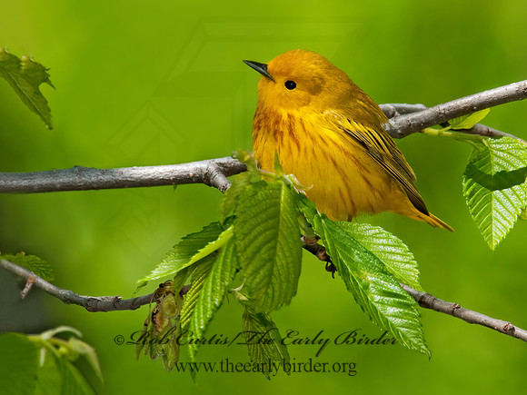 Setophaga petechia  YELLOW WARBLER 3007906z