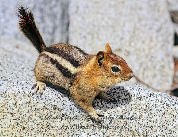 Callospermophilus lateralis  GOLDEN MANTLED SQUIRREL 112027z