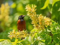 Icterus spurius ORCHARD ORIOLE 9044691z