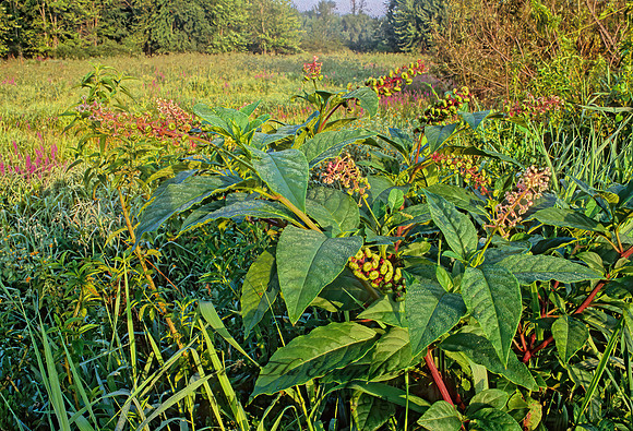 Phytolacca americana   AMERICAN POKEWEED  284911z