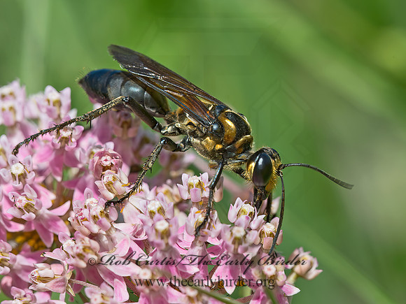 Sphex habenus  THREAD-WAISTED WASP 9049455z