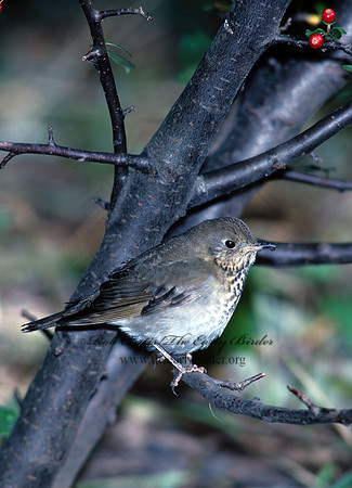 Catharus minimus  GRAY-CHEEKED THRUSH 97435z