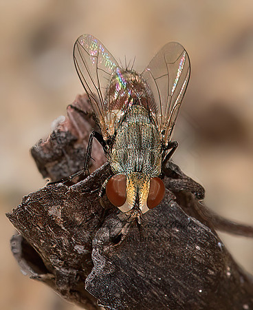 Miltogramminae  SATELLITE  FLY 9047694z