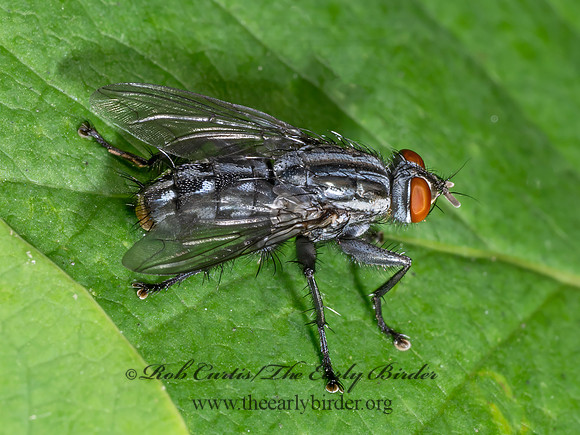 Sarcophaginae FLESH FLY 9090045z