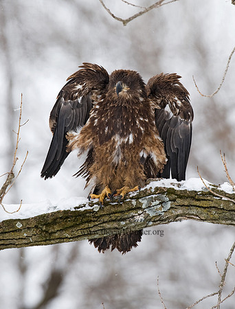 Haliaeetus leucocephalus  BALD EAGLE 8009899z