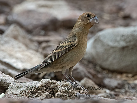 Guiraca caerulea  BLUE GROSBEAK 3037373z