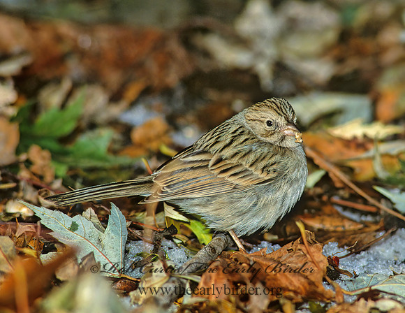 Spizella breweri  BREWER'S SPARROW 160526z