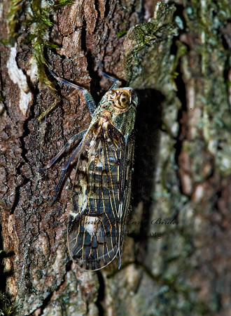 Cixius basalis 5010485z