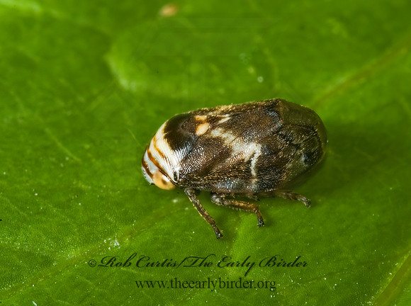 Clastoptera obtusa  ALDER SPITTLEBUG  5008846z