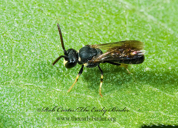 Hylaeus (Prosopis) modestus 5001472z