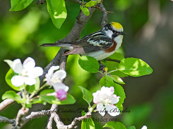 Setophaga pennsylvanica  CHESTNUT-SIDED WARBLER 9022400z