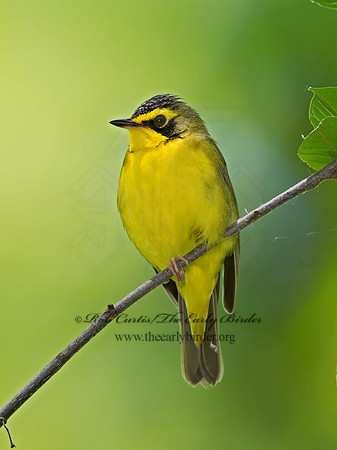 Geothlypis formosa  KENTUCKY WARBLER 9023166z