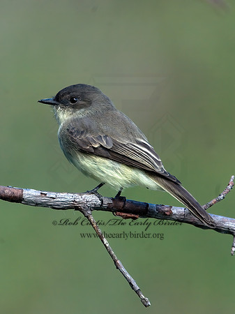 Sayornis phoebe  EASTERN PHOEBE 6017359z