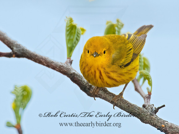 Setophaga petechia  YELLOW WARBLER 3007892z