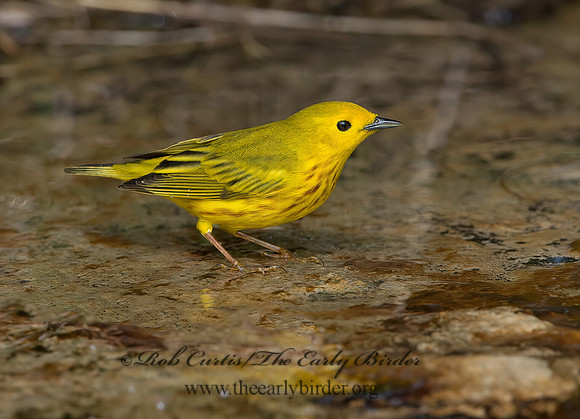 Setophaga petechia  YELLOW WARBLER 9045498z