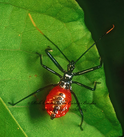 Arilus cristatus 174835z
