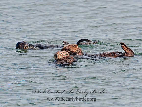 Enhydra lutris nereis  SOUTHERN SEA OTTER 8020343 z