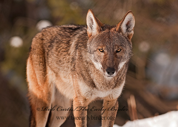 Red Wolf 3001007z