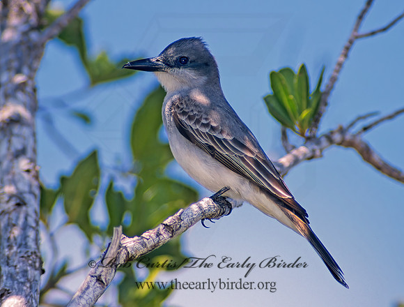 Tyrannus dominicensis  GRAY KINGBIRD 250130z