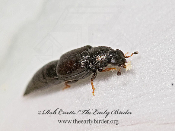 Conotelus obscurus 8015721z