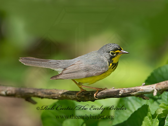 Cardellina canadensis  CANADA WARBLER 9046369z