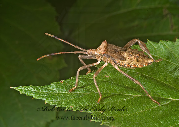 Acanthocephala terminalis 8007331z