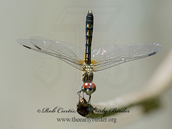 Pachydiplax longipennis BLUE DASHER 9039825z