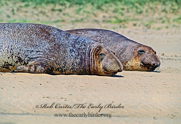 Mirounga angustirostris  NORTHERN ELEPHANT SEAL 110823z