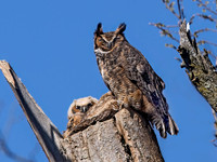 Bubo virginianus GREAT HORNED OWL 9067985z
