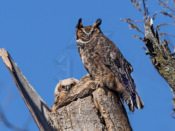 Bubo virginianus  GREAT HORNED OWL 9067985z