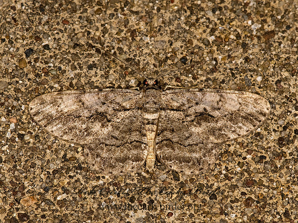 Anavitrinella pampinaria COMMON GRAY 8017462z