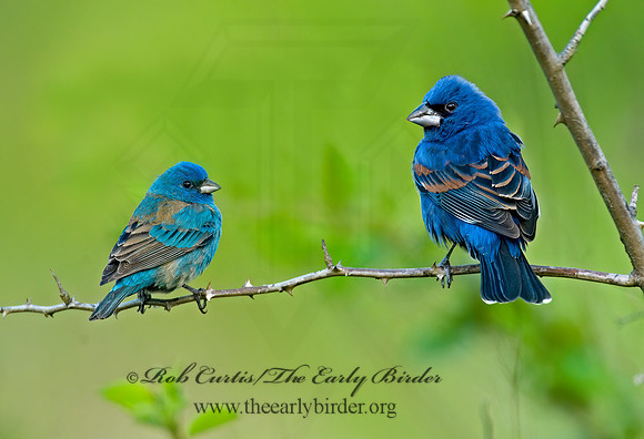 Guiraca caerulea  BLUE GROSBEAK 7002307z