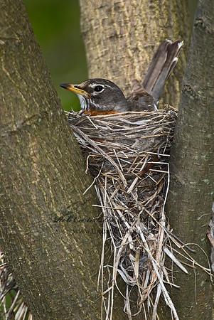 Turdus migratorius  AMERICAN ROBIN 6004602z