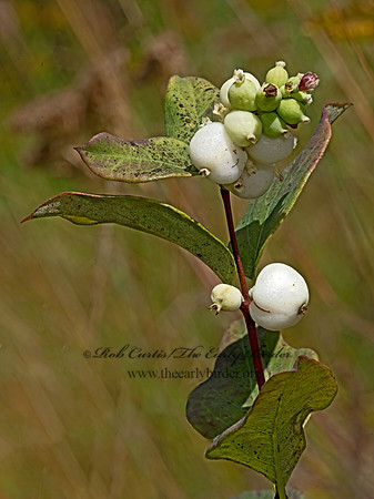 Symphoricarpos occidentalis  WESTERN SNOWBERRY 3024829z