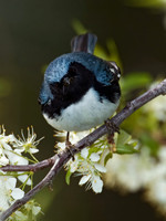 Setophaga caerulescens BLACK-THROATED BLUE WARBLER 5006616z
