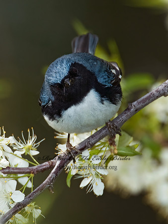 Setophaga caerulescens  BLACK-THROATED BLUE WARBLER  5006616z
