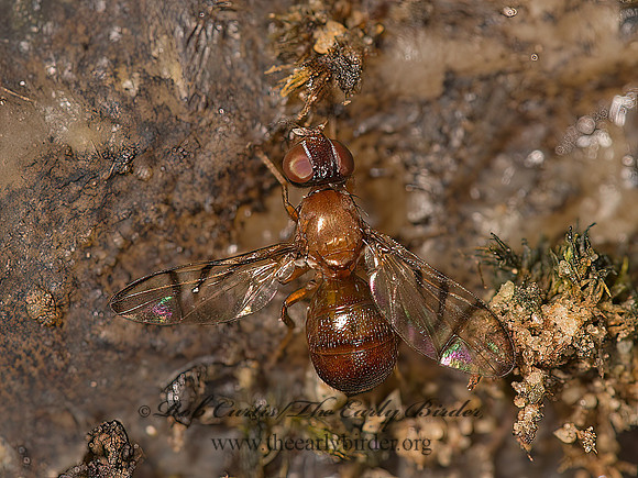 Rivellia  SIGNAL FLY 9048858z