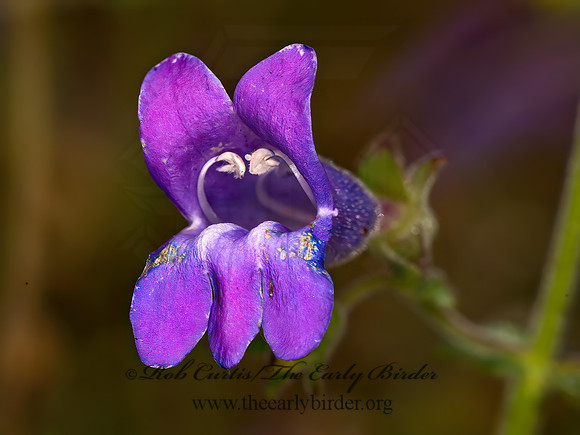 Penstemon  BEARDTONGUE 9058498z