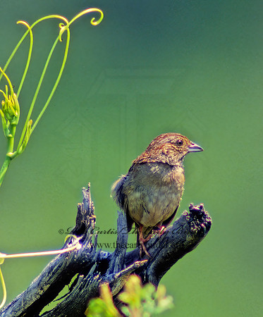 Peucaea aestivalis  BACHMAN'S SPARROW 21509z