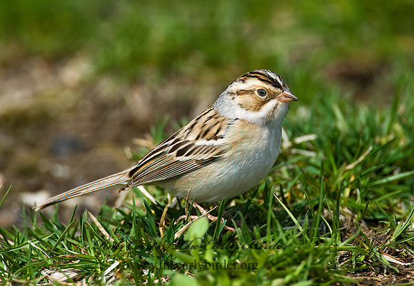 Spizella pallida  CLAY-COLORED SPARROW 8002446z