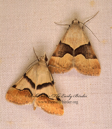 Hemeroplanis incusalis PHYTOMETRINI EREBID MOTH
